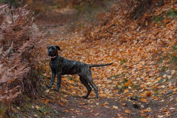 La grisaille en couleurs